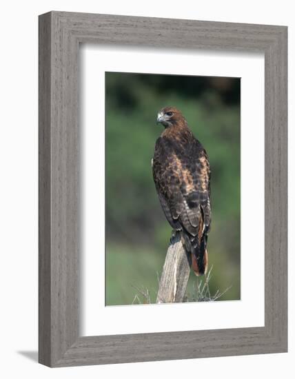 Red-Tailed Hawk Perches on Post-W^ Perry Conway-Framed Photographic Print