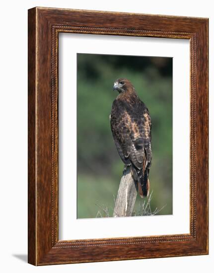 Red-Tailed Hawk Perches on Post-W^ Perry Conway-Framed Photographic Print