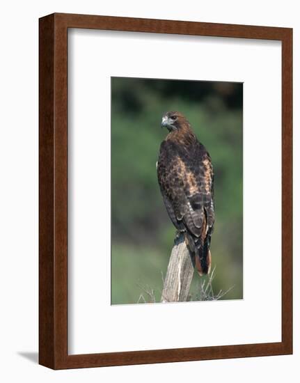 Red-Tailed Hawk Perches on Post-W^ Perry Conway-Framed Photographic Print