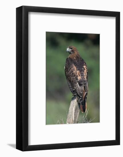 Red-Tailed Hawk Perches on Post-W^ Perry Conway-Framed Photographic Print