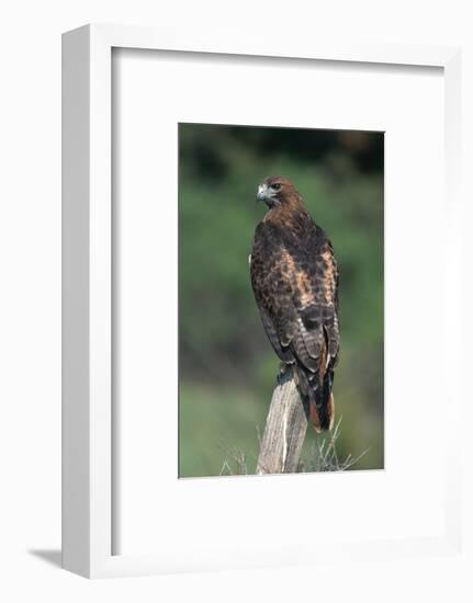 Red-Tailed Hawk Perches on Post-W^ Perry Conway-Framed Photographic Print