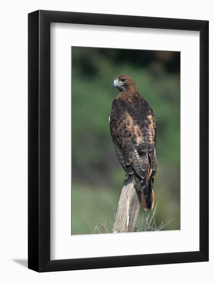 Red-Tailed Hawk Perches on Post-W^ Perry Conway-Framed Photographic Print