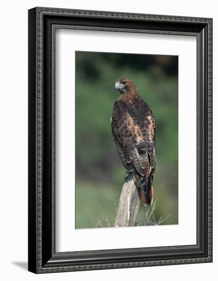 Red-Tailed Hawk Perches on Post-W^ Perry Conway-Framed Photographic Print