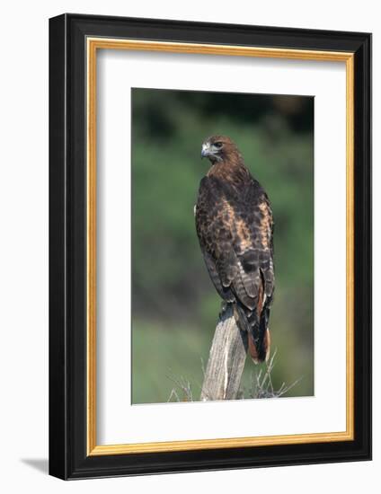 Red-Tailed Hawk Perches on Post-W^ Perry Conway-Framed Photographic Print