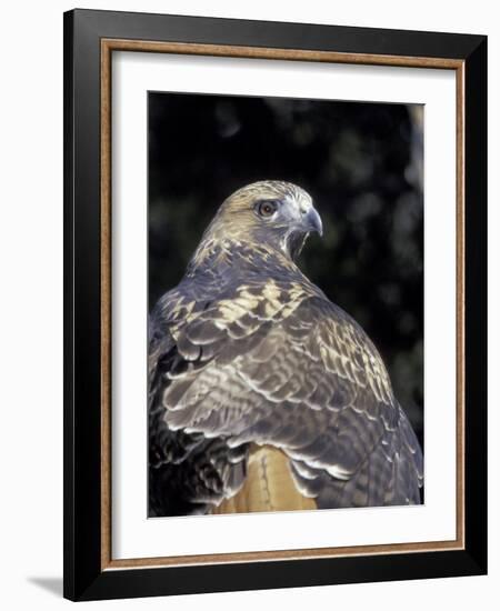 Red-Tailed Hawk Showing Tail Colors, Wildlife West Nature Park, New Mexico, USA-Maresa Pryor-Framed Photographic Print