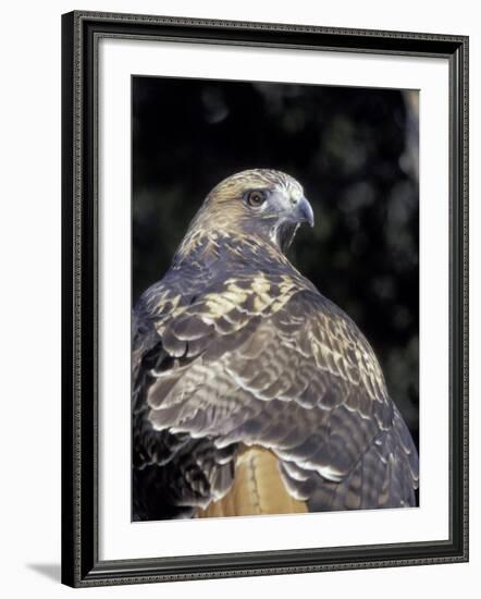 Red-Tailed Hawk Showing Tail Colors, Wildlife West Nature Park, New Mexico, USA-Maresa Pryor-Framed Photographic Print