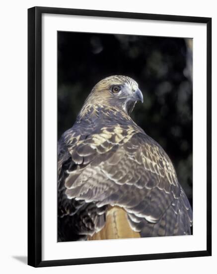 Red-Tailed Hawk Showing Tail Colors, Wildlife West Nature Park, New Mexico, USA-Maresa Pryor-Framed Photographic Print