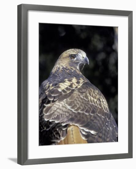Red-Tailed Hawk Showing Tail Colors, Wildlife West Nature Park, New Mexico, USA-Maresa Pryor-Framed Photographic Print