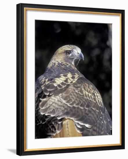 Red-Tailed Hawk Showing Tail Colors, Wildlife West Nature Park, New Mexico, USA-Maresa Pryor-Framed Photographic Print