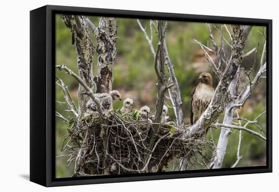 Red-Tailed Hawk with Four Chicks in Nest Near Stanford, Montana, Usa-Chuck Haney-Framed Premier Image Canvas