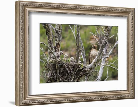 Red-Tailed Hawk with Four Chicks in Nest Near Stanford, Montana, Usa-Chuck Haney-Framed Photographic Print