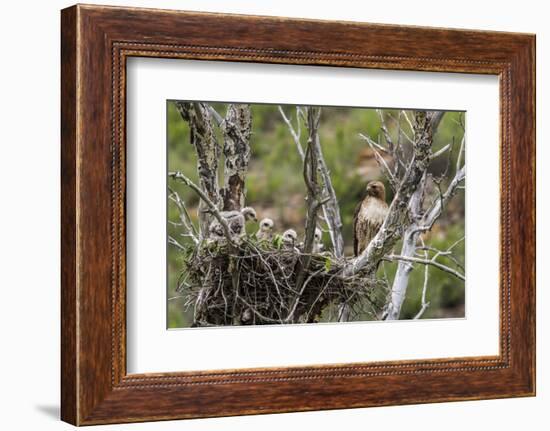 Red-Tailed Hawk with Four Chicks in Nest Near Stanford, Montana, Usa-Chuck Haney-Framed Photographic Print