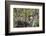 Red-Tailed Hawk with Four Chicks in Nest Near Stanford, Montana, Usa-Chuck Haney-Framed Photographic Print