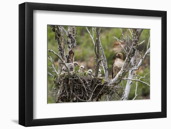Red-Tailed Hawk with Four Chicks in Nest Near Stanford, Montana, Usa-Chuck Haney-Framed Photographic Print