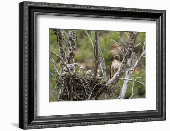 Red-Tailed Hawk with Four Chicks in Nest Near Stanford, Montana, Usa-Chuck Haney-Framed Photographic Print
