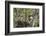 Red-Tailed Hawk with Four Chicks in Nest Near Stanford, Montana, Usa-Chuck Haney-Framed Photographic Print