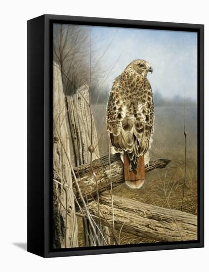 Red Tailed Hawk-Rusty Frentner-Framed Premier Image Canvas