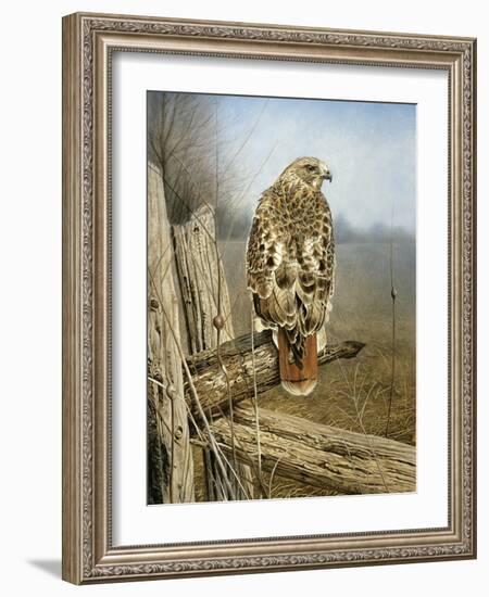 Red Tailed Hawk-Rusty Frentner-Framed Giclee Print