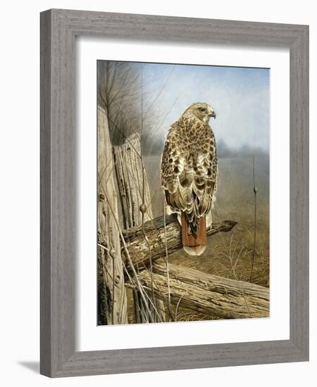 Red Tailed Hawk-Rusty Frentner-Framed Giclee Print