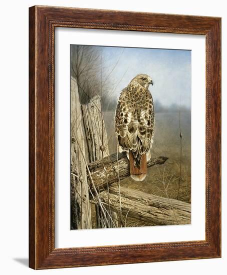 Red Tailed Hawk-Rusty Frentner-Framed Giclee Print