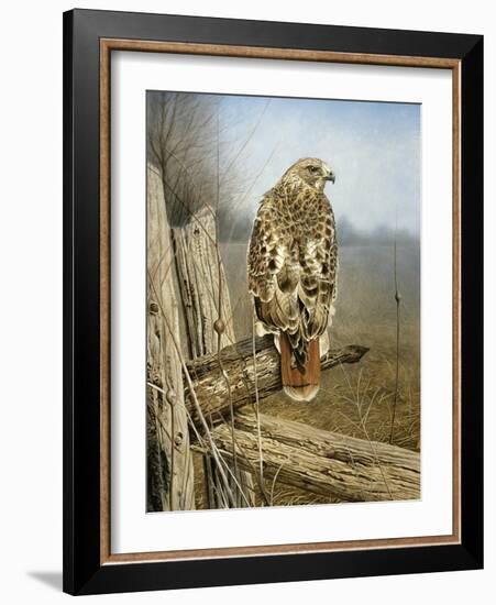 Red Tailed Hawk-Rusty Frentner-Framed Giclee Print