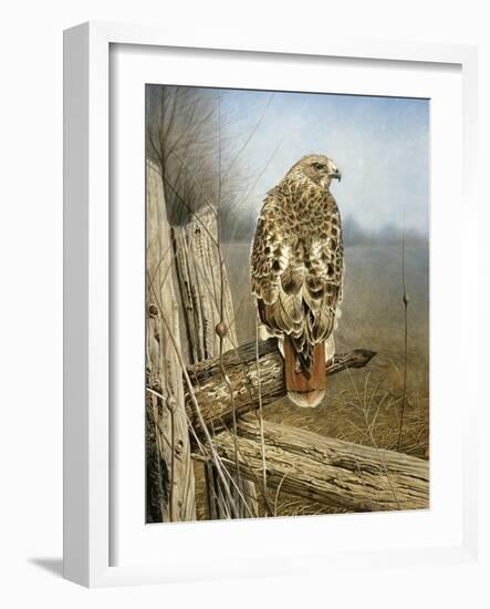 Red Tailed Hawk-Rusty Frentner-Framed Giclee Print