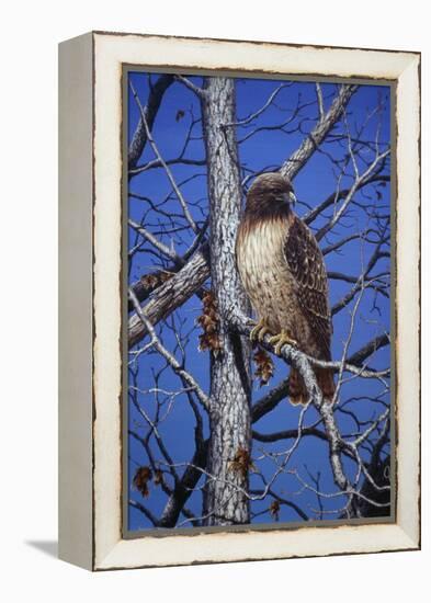 Red Tailed Hawk-Jeff Tift-Framed Premier Image Canvas