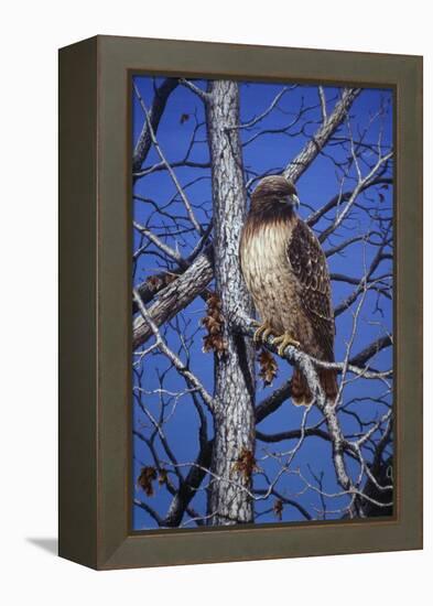 Red Tailed Hawk-Jeff Tift-Framed Premier Image Canvas