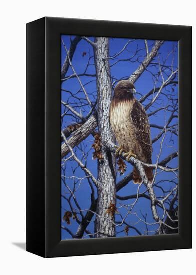 Red Tailed Hawk-Jeff Tift-Framed Premier Image Canvas