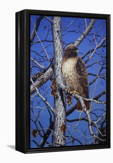 Red Tailed Hawk-Jeff Tift-Framed Premier Image Canvas