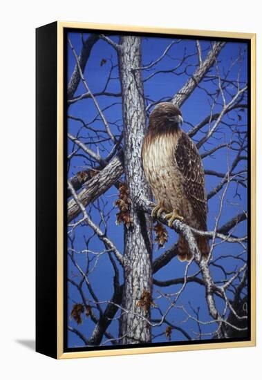 Red Tailed Hawk-Jeff Tift-Framed Premier Image Canvas