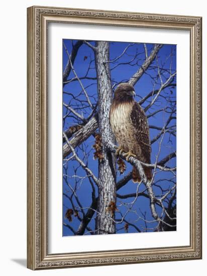 Red Tailed Hawk-Jeff Tift-Framed Giclee Print