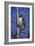 Red Tailed Hawk-Jeff Tift-Framed Giclee Print