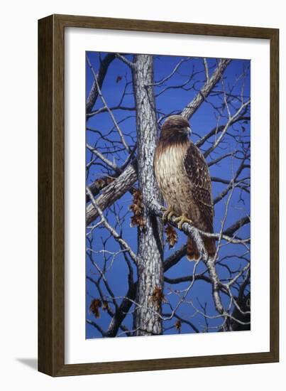 Red Tailed Hawk-Jeff Tift-Framed Giclee Print