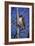 Red Tailed Hawk-Jeff Tift-Framed Giclee Print