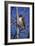 Red Tailed Hawk-Jeff Tift-Framed Giclee Print