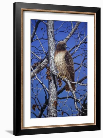 Red Tailed Hawk-Jeff Tift-Framed Giclee Print