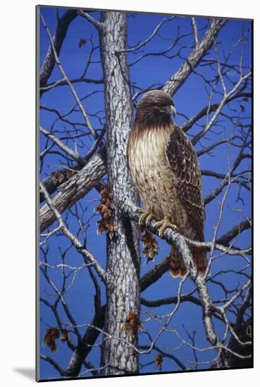 Red Tailed Hawk-Jeff Tift-Mounted Giclee Print