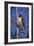 Red Tailed Hawk-Jeff Tift-Framed Giclee Print