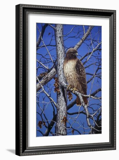 Red Tailed Hawk-Jeff Tift-Framed Giclee Print