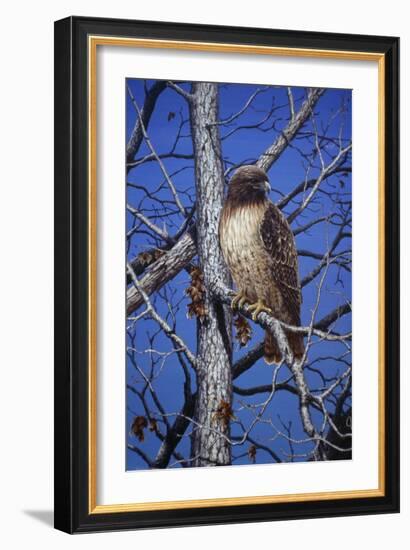 Red Tailed Hawk-Jeff Tift-Framed Giclee Print