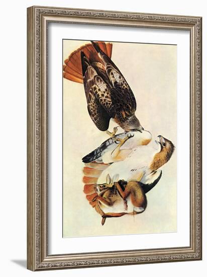 Red Tailed Hawk-John James Audubon-Framed Art Print