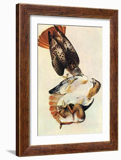 Red Tailed Hawk-John James Audubon-Framed Art Print