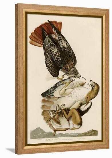 Red-Tailed Hawk-John James Audubon-Framed Premier Image Canvas