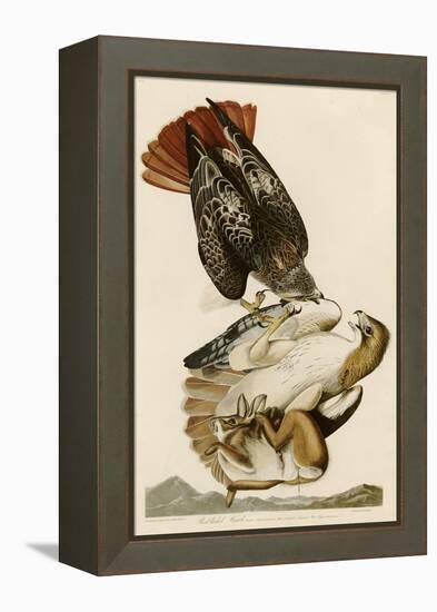 Red-Tailed Hawk-John James Audubon-Framed Premier Image Canvas