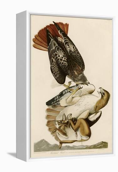 Red-Tailed Hawk-John James Audubon-Framed Premier Image Canvas