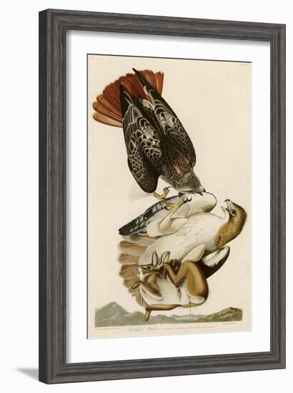 Red-Tailed Hawk-John James Audubon-Framed Giclee Print