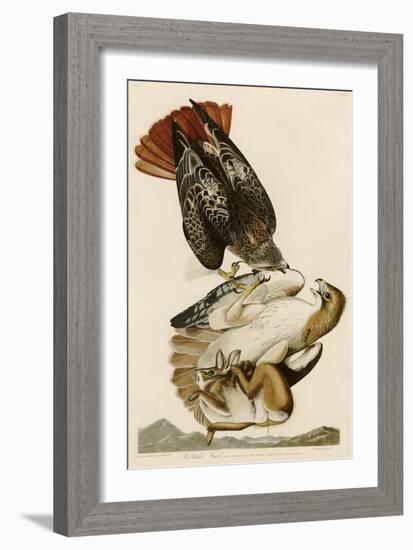 Red-Tailed Hawk-John James Audubon-Framed Giclee Print