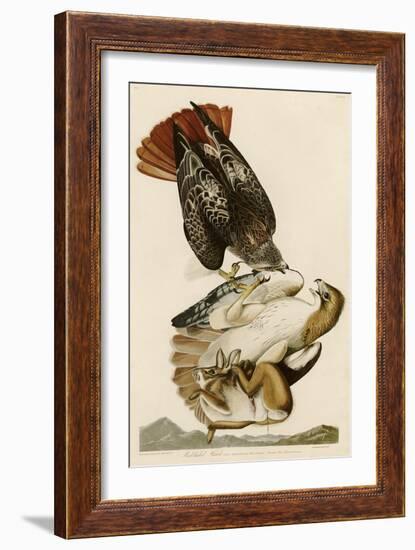 Red-Tailed Hawk-John James Audubon-Framed Giclee Print