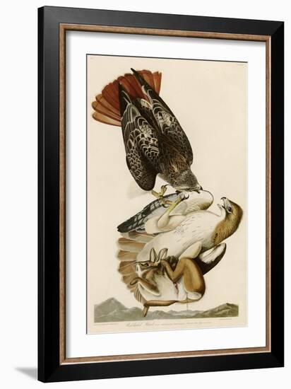 Red-Tailed Hawk-John James Audubon-Framed Giclee Print